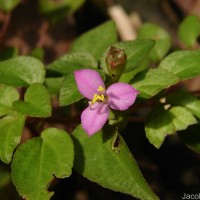 Sonerila silvatica Lundin